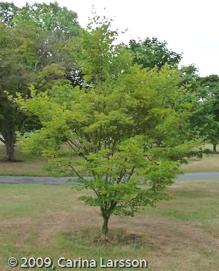 Acer sieboldianum